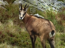 Kozica Tatrzańska. Góry Tatry.