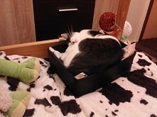 koci punkt widzenia: remont ;) (klik)