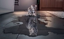 Mały kotek a nie sorry Tygrys