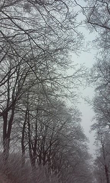 niby nie lubię tej pory roku ze względu że jest tak zimno i wgl wolę lato ale muszę przyznać że jak trochę przymrozi to robi się bardzo pięknie