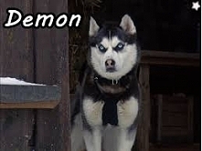 Pamiętacie demona ze śnieżnych psów :D