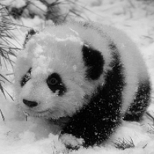 panda<3