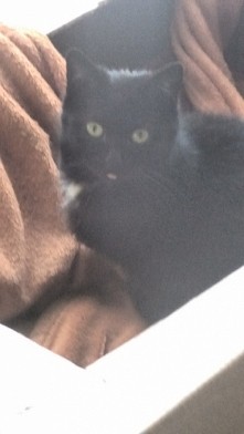 Do porównania tamtego zdjęcia to już mój kot :) <3