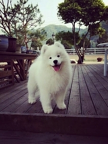 Samoyed <3