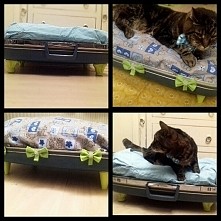 legowisko dla kota z starej walizki podróżnej więcej na facebook- elegant thuisdieren.