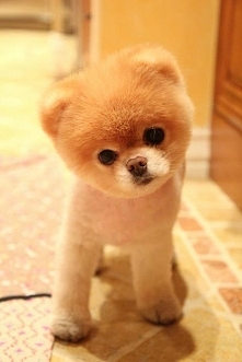 Chcę takiego pieska <3 <3