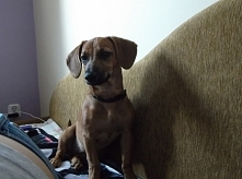 #pies #Konkurs #bylsobiepies
nasz Mysiorek :)