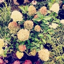 Hortensja w ogrodzie