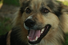 Dino- zwykły- niezwykły Pies! :)