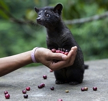 Kawa Kopi Luwak - najdroższ...