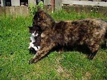 Mańka i jej potomek.
"...