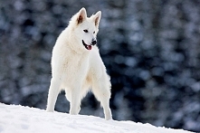 Biały owczarek szwajcarski*