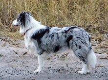 Border collie Blue merle*