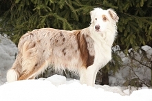 Border collie*