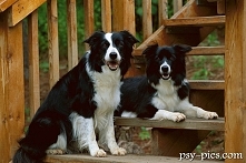 Border collie*