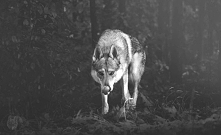 Wilczak czechosłowacki*