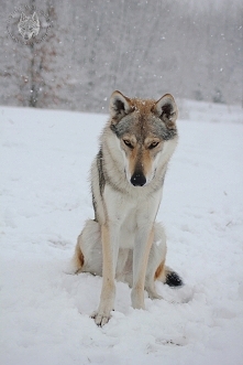 Wilczak czechosłowacki*