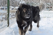 Owczarek rumuński Carpatin*