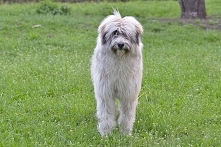 Owczarek rumuński Mioritic szczeniak*