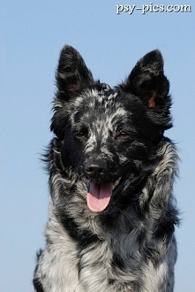 Owczarek węgierski Mudi*