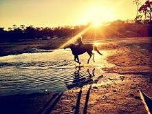 Konie, moja pasja odkąd tylko pamiętam. Pozwalają mi zapomnieć o świecie i problemach. Nie zadają niepotrzebnych pytań a za to słuchają jak mało kto. Niema nic lepszego niż galo...