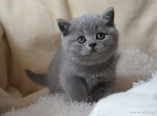 KOCURY SUPER SĄ A TAKIE MAŁE TO SŁODZIAKI