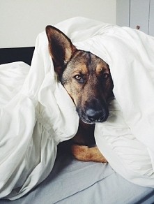 Owczarek Niemiecki ❤