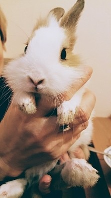 Mój kochany króliczek <3