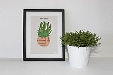 Opuntia sabulata z serii rośliny domowe