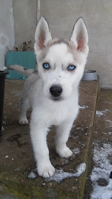 Skipper, nowy członek rodziny :D
Słodziak