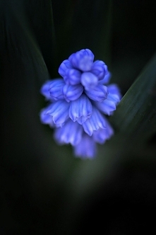 . . . z ogródka - szafirek