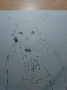 królik 