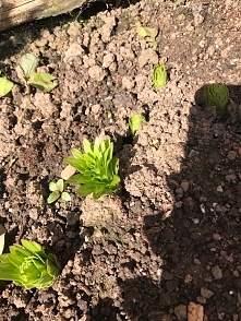 zasadziłam cebulki nie znanego pochodzenia , czy ktoś wie co to ?