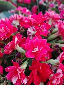 wiosna pełną parą