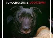 ***PIĘKNY ZUMA SZUKA DOMKU
MOŻE LICZYĆ NA DUŻO UDOSTĘPNIEŃ?
NIECH NAJBLIŻSZE ŚWIĘTA SPĘDZI NA KANAPIE***

Zuma brał udział w akcji promocyjnej aż w Poznaniu. 
Dzięki 'wypad...