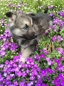 moja miłość: mix husky I ow...