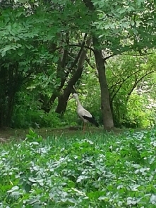 Klekuś w tym roku też nas odwiedził a raczej odwiedza codziennie :-):-):-) *zdjęcie trochę niewyraźne i z tamtego roku*