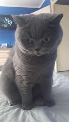 dzisiaj to Lili ma focha