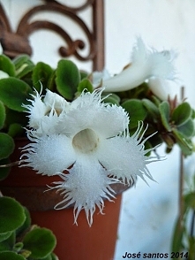 ALSOBIA DIANTHIFLORA