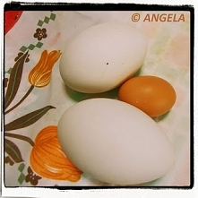 No i po świyntach - czyli śląskie przepisy na każdy czas (plus odrobina śląskiego humoru) kliknij na foto