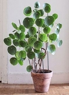 pilea.