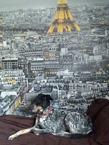 Jak zawsze wtapia się w tłum 