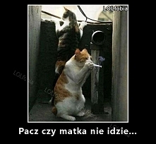 Paczacz