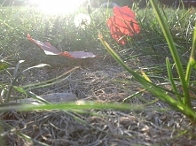 zapraszam na post o filtrach przeciwsłonecznych i ochronie skóry :) (klik)