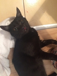 "STAWIAMY NA ŁAPY"...