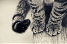 Słodkie łapki kociaQa.