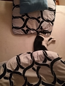 kameleon :D Zosia <3