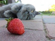 Mistrz 2 planu przyszedł od...