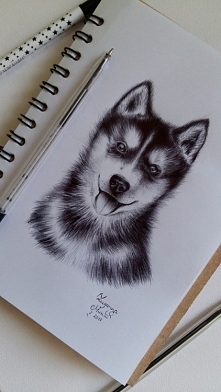 Husky :) Długopis w szkicow...