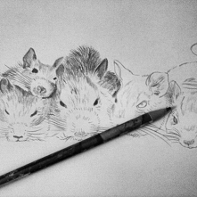 Dla koszatniczek z interwencji